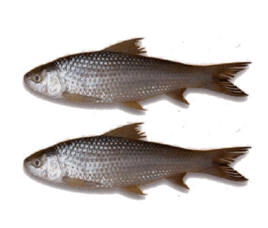 Bata Fish Cultured 5-6 Pcs/Kg (বাটা মাছ)