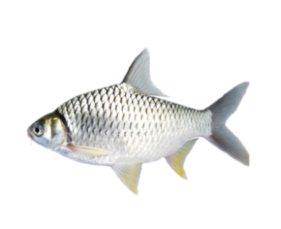 Shorputi Fish 3-5 Pcs/Kg China (সরপুঁটি মাছ)