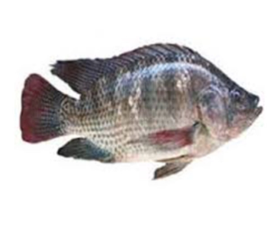Telapia Fish (তেলাপিয়া মাছ) 1kg+
