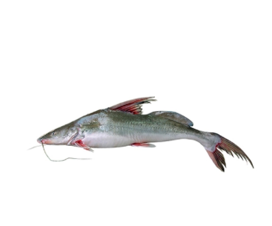 Aair Fish 2-4 Kg (আইর মাছ)