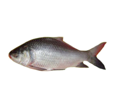 Katol Fish 3-4 Kg (কাতল মাছ)