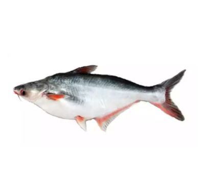 Pangash Fish 3 Kg+ (পাঙ্গাশ মাছ)