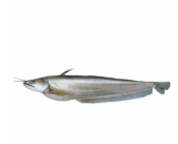 Boal Fish Size 4-5 Kg (বোয়াল মাছ)