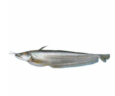 Boal Fish Size 4-5 Kg (বোয়াল মাছ)