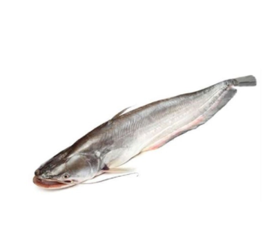 Boal Fish 2-3 Kg (বোয়াল মাছ)