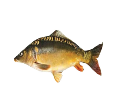 Karfu Fish (কারফু মাছ) 1kg