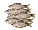 Deshi Puti Fish (দেশী পুটি)