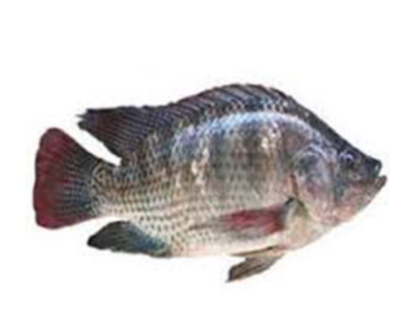 Telapia Fish (তেলাপিয়া মাছ) Medium 1kg