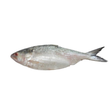 Hilsha Fish (ইলিশ) 500gm Plus
